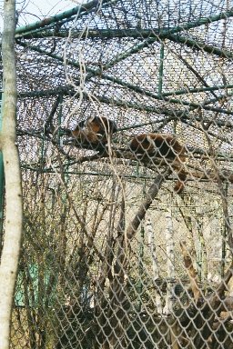 20030322402 blijdorp wasbeertje